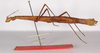 CollectionObject 1562377; ccd0cbd9-ce4b-429c-8a0b-2a2387320c7c: copyright ZMB, Berlin. female, lateral view (paratype). (CollectionObject).