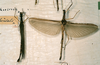 CollectionObject 1560320; c298ea04-bc20-46f2-967b-830a343d0477: copyright SMTD, Dresden. female of synonym Necroscia frontalis (paralectotypes). (CollectionObject).