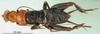 CollectionObject 1502004; 86620c9a-fff7-4776-b6bd-602c21cffea2: male, dorsal view. (CollectionObject).