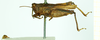 CollectionObject 1586201; 5677ec4d-ae61-47f8-b17d-16964e298dce: male, lateral view (syntype). (CollectionObject).