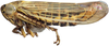 Habitus, lateral view: !! display not done !! on Limotettix Sahlberg, 1871: Limotettix striolus, lateral habitus (INHS). (Observation).