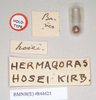 CollectionObject 1559458; NHMUK(SF IMPORT DUPLICATE) 844621, 9b490768-d036-4de7-b05c-5ef3bf418c8c: copyright Natural History Museum, London. female: data labels of Hermogenes hosei (holotype). (CollectionObject).