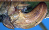 CollectionObject 1517372; a54f2edc-9111-400b-801b-d11788ecc413: female ovipositor (syntype). (CollectionObject).;CollectionObject 1517373; e6372d18-aaf7-4b62-acfa-cd7cb831531e: female ovipositor (syntype). (CollectionObject).