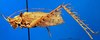 CollectionObject 1500479; 28eb1944-fbac-4585-95cf-3d9960f9e403: male, lateral view (holotype). (CollectionObject).