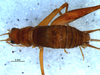 CollectionObject 1580527; 5758bde5-ba54-4a92-90c4-7b188598e15a: female, dorsal view (paratype). (CollectionObject).