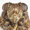 Head on Exortus punctifer (Walker, 1851): (Observation).