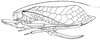 Eumecopoda moluccarum (Griffini, 1908): Pl. XVI, Fig. 9 (Obi Island, Moluccas). female habitus (tegmina length 69-75 mm, ovipositor 32 mm). (Otu).