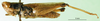 CollectionObject 1501418; 6969df89-90b4-4b7f-b117-cb2397ec752c: male, lateral view (holotype). (CollectionObject).