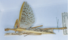 CollectionObject 1562316; caa7a6b4-f4a9-4918-aefb-29abbb0a60a0: copyright MNHN, Paris. male of synonym Vasilissa tecticollis (holotype). (CollectionObject).