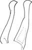 Pygofer appendages: !! display not done !! on Trypanalebra maculata (Baker, 1903): Pygofer process, lateral view. (Observation).