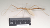 CollectionObject 1562029; eca50ffd-5ecd-4700-bb73-81f80c633884: copyright Natural History Museum, London. female, lateral view of Necroscia sipylus (paralectotype). (CollectionObject).;CollectionObject 1562030; 7567f662-c345-4d65-8ecb-01c7d6d4ef45: copyright Natural History Museum, London. female, lateral view of Necroscia sipylus (paralectotype). (CollectionObject).