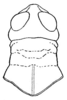 Melanoplus mexicanus (Saussure, 1861): Fig. 63. head and pronotum, dorsal view. (Otu).