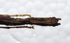 CollectionObject 1580887; 7f72c0d4-6bcf-45f7-97c2-e2309530aa58: copyright SPM, Kinabalu. female: end of abdomen, dorsal view (holotype). (CollectionObject).