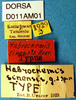 CollectionObject 1505079; 8c0ab637-236e-4bc4-8b7c-1ecf3f2f65f7, DORSA D011AM01: labels (holotype). (CollectionObject).