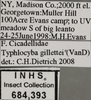 Other on Empoa (Empoa) gillettei Van Duzee, 1917: (Observation).