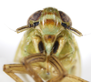 Head on Pentagramma vittatifrons (Uhler, 1876): (Observation).