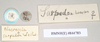 CollectionObject 1559814; 2a298c8a-596c-4db2-aba1-84063b998a7b: copyright Natural History Museum, London. female, data labels of Necroscia sarpedon (syntype). (CollectionObject).;CollectionObject 1559815; 3368a023-0585-4ab9-967a-1f3367d9a27c: copyright Natural History Museum, London. female, data labels of Necroscia sarpedon (syntype). (CollectionObject).