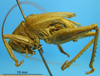 CollectionObject 1530661; 391e05a4-4981-4054-9bba-7256cb1eb93d: lateral view (paralectotype). (CollectionObject).