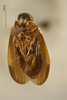 Habitus ventral view: !! display not done !! on Plectoderes (Plectoderes) collaris (Coquebert de Montbret, 1801): (Observation).