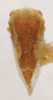 Habitus, dorsal view on Cyrtolobus flavolatus Woodruff, 1924: (Observation).