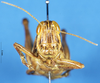 CollectionObject 1565728; b872076a-6a6d-423a-a1e7-52e518c733d5: female, frontal view (paratype). (CollectionObject).