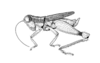 Eugenacris pulchra Descamps & Amédégnato, 1972: Fig. 22. male habitus. (Otu).