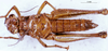 CollectionObject 1575539; 11078090-8a17-4865-9758-968a61ebd8c8, DORSA D006AF02: female, ventral view (syntype). (CollectionObject).