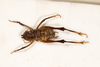 CollectionObject 1531304; 2ddf6dcd-6a1c-47b1-858d-3140fa7c5a1c: male, dorsal view (syntype). (CollectionObject).