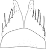Subgenital plate: !! display not done !! on Balclutha punctata (Fabricius, 1775): Subgenital plate. (Observation).