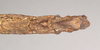 Hermagoras hosei Kirby, 1896: copyright Natural History Museum, London. female: end of abdomen, ventral view of synonym Hermagoras cristatus (holotype). (Otu).