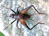 CollectionObject 1580081; 6bac0d18-7e74-469b-a943-6b1c1067ba75: Photo: Francisco A.G. de Mello. adult male (Parque Nacional da Chapada Diamantina (Chapada Diamantina National Park), Brazil). (CollectionObject).