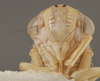 Head: !! display not done !! on Bucephalogonia xanthophis (Berg, 1879): Head/Face. (Observation).