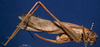 CollectionObject 1520844; b6af3678-d2c7-41c9-a5bd-88aa4feec235: female, lateral view (holotype). (CollectionObject).