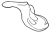 Aleuas lineatus Stål, 1878: Fig. 30B. cingulum, lateral view. (Otu).