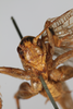 CollectionObject 2377037; 99ff1e1a-7b4d-4531-87d6-182d9fd02821: male, anterior view (syntype). (CollectionObject).