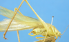 CollectionObject 1580340; UNCB ICN-MHNOR00922, 717a5b63-69a1-42c1-b55d-519463e50dab: male, terminalia, lateral view. (CollectionObject).