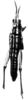 CollectionObject 1518354; bbb3e29f-ed32-42b4-a9ab-84522b1e5c6d: Fig. 13 A. female, dorsal view (holotype). (CollectionObject).