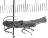 CollectionObject 1524468; e6b1251d-ab6a-4152-a507-a844870ae27b: male, lateral view (holotype). (CollectionObject).
