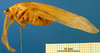 CollectionObject 1502911; e4e58ae3-53e9-41a3-a94a-44dc3106dab6: male, lateral view. (CollectionObject).