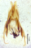 CollectionObject 1523683; 1f42e53c-d464-42a9-b114-02e1672700f1: male genitalia, ventral view (holotype). (CollectionObject).