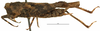 female, lateral view (syntype). Depicts CollectionObject 1506785; c5f55a45-9389-4d17-8fc4-08ee7c6ebab9, a CollectionObject.