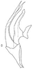 Aedeagus, lateral view: Aedeagus, lateral view. (Observation).
