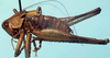 male, lateral view (lectotype). Depicts CollectionObject 1522430; af7bc1a3-6207-4521-ace6-5b1d0769ced0, a CollectionObject.