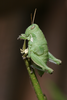 FieldOccurrence 107; 4cb3bb80-2ae6-44a1-be33-a8a04a884996; Tanzania
N Pare Ngofi, 2009/01/??: female. (FieldOccurrence).