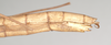 CollectionObject 1560550; NHMUK(SF IMPORT DUPLICATE) 845077, f306f22f-4091-40f0-8961-26225621a3ad: copyright Natural History Museum, London. female: end of abdomen, lateral view (holotype). (CollectionObject).