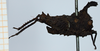 CollectionObject 1506051; bcb82a0a-408d-4539-a43e-3a00971f2dd9: male, lateral view (syntype). (CollectionObject).