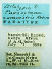 CollectionObject 1568969; ec9b01be-2ee5-4339-9da9-7402cea1f0f2: labels (allotype). (CollectionObject).
