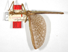 CollectionObject 1558924; 27f761d0-f98a-4c1e-9181-011cbf63bbdf: copyright ZMB, Berlin. male (holotype). (CollectionObject).