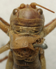 CollectionObject 1536017; ac1221ea-8e84-4973-b6c7-84deed3409df: female pronotum, dorsal view (paralectotype). (CollectionObject).