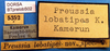 CollectionObject 1500588; 091bb242-262d-4ce0-8b1d-d78a7002f953: labels (holotype). (CollectionObject).